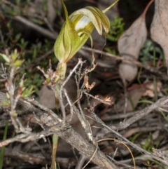 Fire and Orchids ACT Citizen Science Project at Point 5815 - 9 Apr 2020
