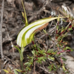 Fire and Orchids ACT Citizen Science Project at Point 5815 - 9 Apr 2020