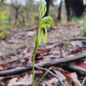 Fire and Orchids ACT Citizen Science Project at Point 5812 - 8 Aug 2020