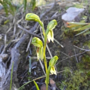 Fire and Orchids ACT Citizen Science Project at Point 5821 - 26 Aug 2020