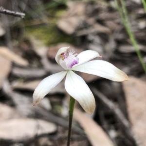 Fire and Orchids ACT Citizen Science Project at Point 5804 - 9 Oct 2020