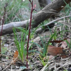 Fire and Orchids ACT Citizen Science Project at Point 4558 - 23 Apr 2020