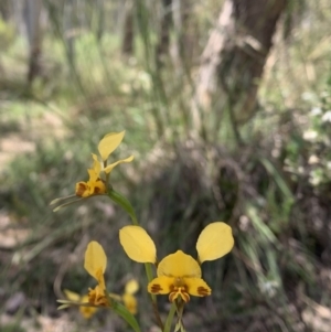 Fire and Orchids ACT Citizen Science Project at Point 5204 - 30 Oct 2021