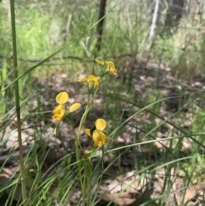 Fire and Orchids ACT Citizen Science Project at Point 5204 - 30 Oct 2021