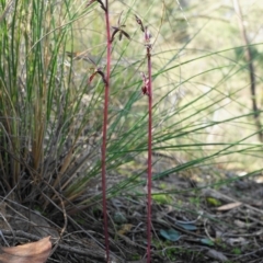 Fire and Orchids ACT Citizen Science Project at Point 5439 - 25 Apr 2020