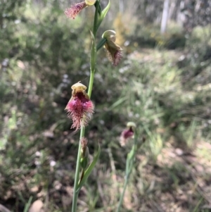Fire and Orchids ACT Citizen Science Project at Point 5204 - 30 Oct 2021