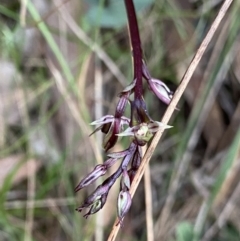 Fire and Orchids ACT Citizen Science Project at Point 4558 - 30 Mar 2022