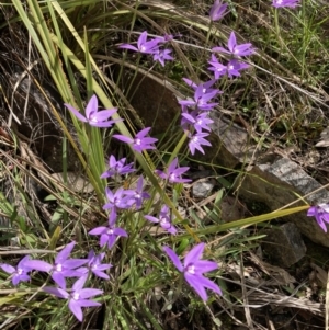Fire and Orchids ACT Citizen Science Project at Point 4465 - 3 Oct 2021