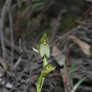 Fire and Orchids ACT Citizen Science Project at Point 5821 - 29 Sep 2020