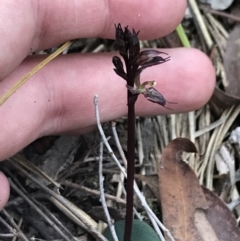 Fire and Orchids ACT Citizen Science Project at Point 4558 - 30 Mar 2022
