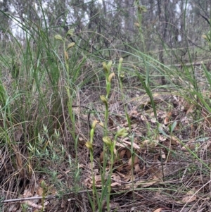 Fire and Orchids ACT Citizen Science Project at Point 5821 - 23 Sep 2020