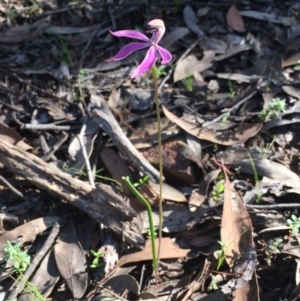 Fire and Orchids ACT Citizen Science Project at Point 38 - 22 Oct 2020
