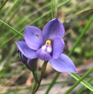 Fire and Orchids ACT Citizen Science Project at Point 604 - 10 Nov 2020