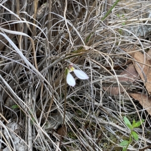 Fire and Orchids ACT Citizen Science Project at Point 5822 - 31 Mar 2023