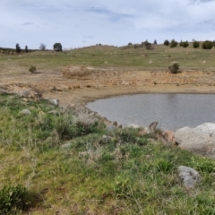 FrogWatch survey at NAD036: Larch Dam Forest 36 - 30 Aug 2023