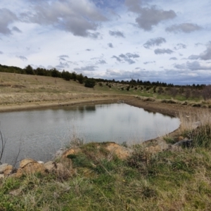 FrogWatch survey at NAD036: Larch Dam Forest 36 - 30 Aug 2023