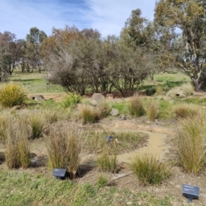 FrogWatch survey at NAS100: STEP Dam Lot 100 - 30 Aug 2023