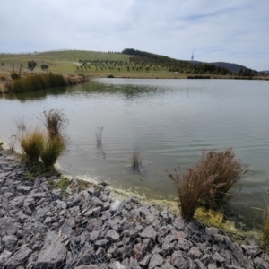 FrogWatch survey at NAD011: Arboretum Main Dam - 30 Aug 2023