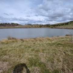 FrogWatch survey at NAD011: Arboretum Main Dam - 30 Aug 2023