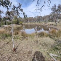 FrogWatch survey at NAD034: Cork Oak Dam Lot 34 - 30 Aug 2023