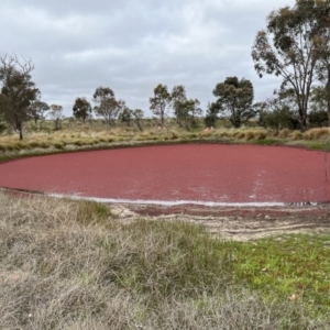 FrogWatch survey at CMC100: Cooleman Ridge Dam - 2 Oct 2023