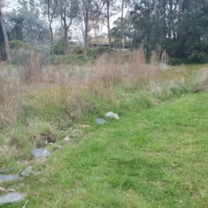 FrogWatch survey at ANU012: Dickson/Clunies Ross DAM - 6 Oct 2023