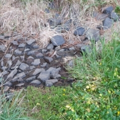 FrogWatch survey at ANU012: Dickson/Clunies Ross DAM - 6 Oct 2023