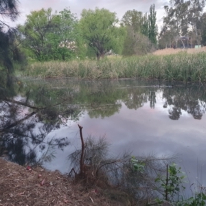 FrogWatch survey at ANU019: Sullivans Ck Daley Rd/Ward Rd - 6 Oct 2023