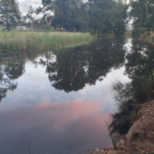 FrogWatch survey at ANU019: Sullivans Ck Daley Rd/Ward Rd - 6 Oct 2023