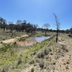 FrogWatch survey at MFL017: Eastern Reserve 2 - 7 Oct 2023