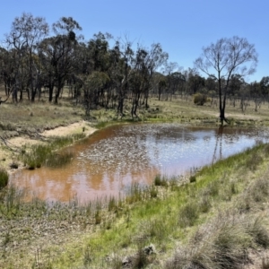 FrogWatch survey at MFL017: Eastern Reserve 2 - 7 Oct 2023