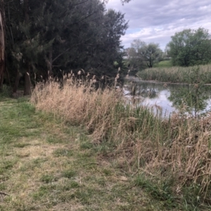 FrogWatch survey at ANU019: Sullivans Ck Daley Rd/Ward Rd - 8 Oct 2023