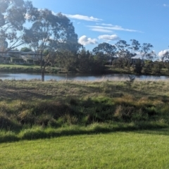 FrogWatch survey at HAR001: Harrison Pond - 5 Oct 2023