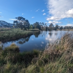 FrogWatch survey at HAR001: Harrison Pond - 5 Oct 2023