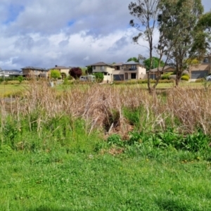 FrogWatch survey at BON100: Stranger Pond, Bonython - 3 Oct 2023