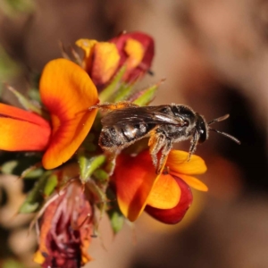 Monitoring Insect Pollinators at Black Mountain NR (BMS) - 13 Oct 2023