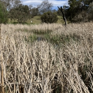 FrogWatch survey at ORA002: Orana School Dam - 11 Oct 2023