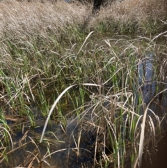 FrogWatch survey at ORA002: Orana School Dam - 11 Oct 2023