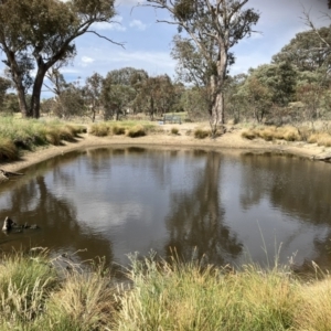 FrogWatch survey at COO100: Kathner St Dam - 11 Oct 2023