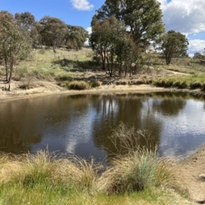 FrogWatch survey at COO100: Kathner St Dam - 11 Oct 2023