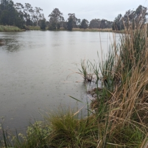 FrogWatch survey at HAR001: Harrison Pond - 12 Oct 2023