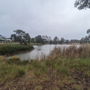 FrogWatch survey at HAR001: Harrison Pond - 12 Oct 2023