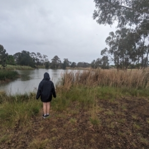 FrogWatch survey at HAR001: Harrison Pond - 12 Oct 2023