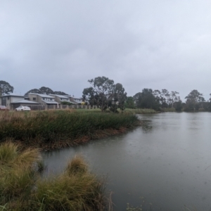 FrogWatch survey at HAR001: Harrison Pond - 12 Oct 2023