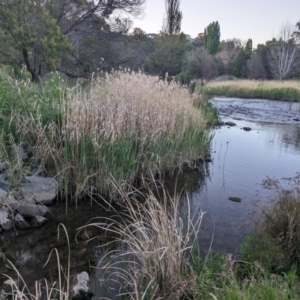 FrogWatch survey at FMC020: QBN River @ Barracks Flat - 14 Oct 2023