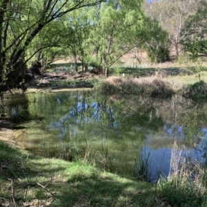 FrogWatch survey at COO350: Cooma Ck @ North Ridge - 16 Oct 2023