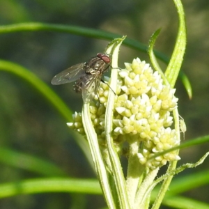 Monitoring Insect Pollinators at McQuoids Hill NR (MCQ) - 18 Oct 2023
