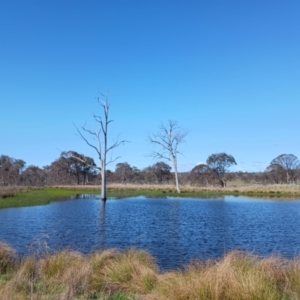 FrogWatch survey at MFL013: SE Dam Near Bird Site 7 - 7 Oct 2023