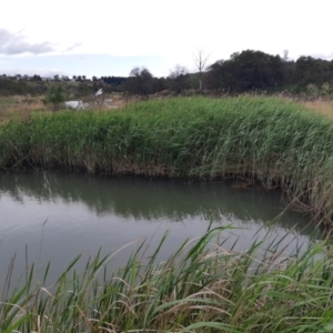 FrogWatch survey at MOL350: Misery Point - 19 Oct 2023