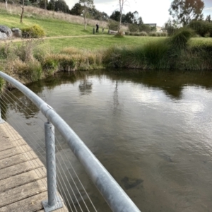 FrogWatch survey at GUN110:  Valley Ponds East - 3 Oct 2023